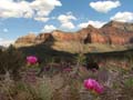 Grand Canyon - Prickly Pears in Flower